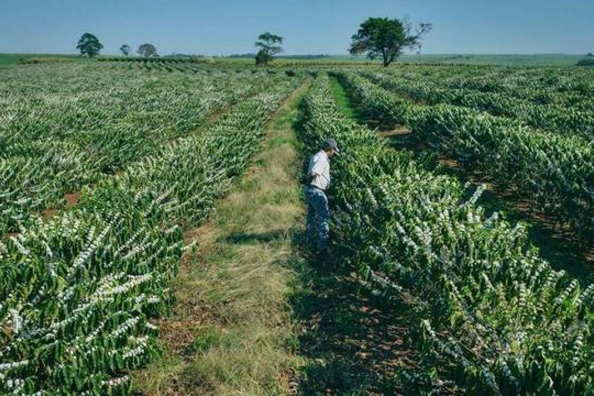 Queda de 2,8% no PIB da agropecuária é a maior desde o 1º tri de 2019