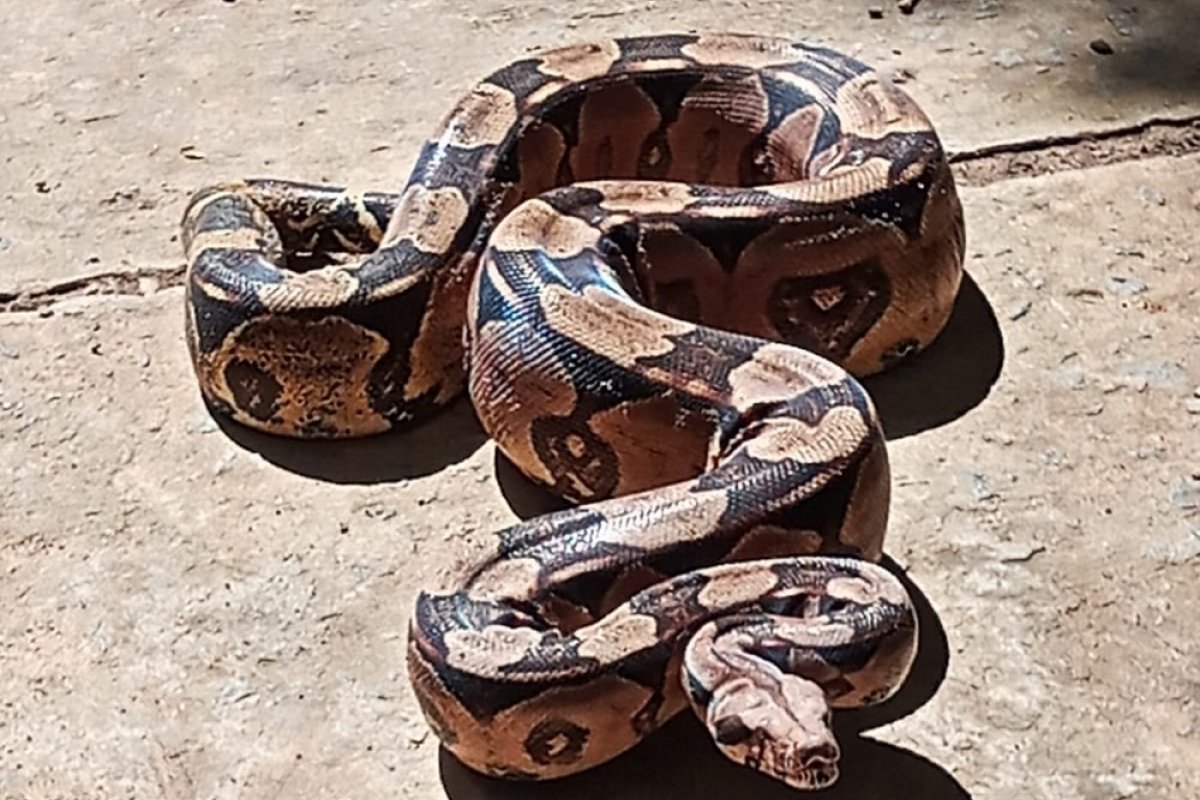 Guarda Municipal resgata três serpentes em bairros de Salvador em menos de 24 horas