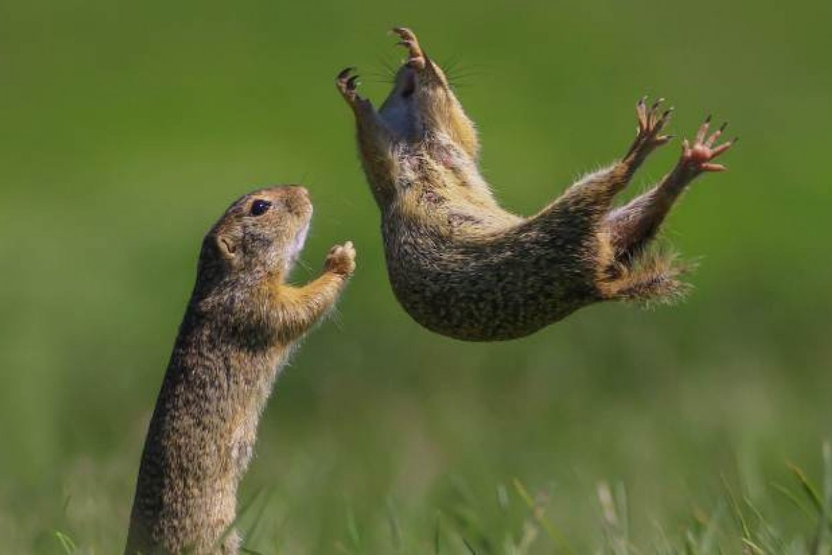 Concurso elege as fotos mais engraçadas captadas no mundo animal