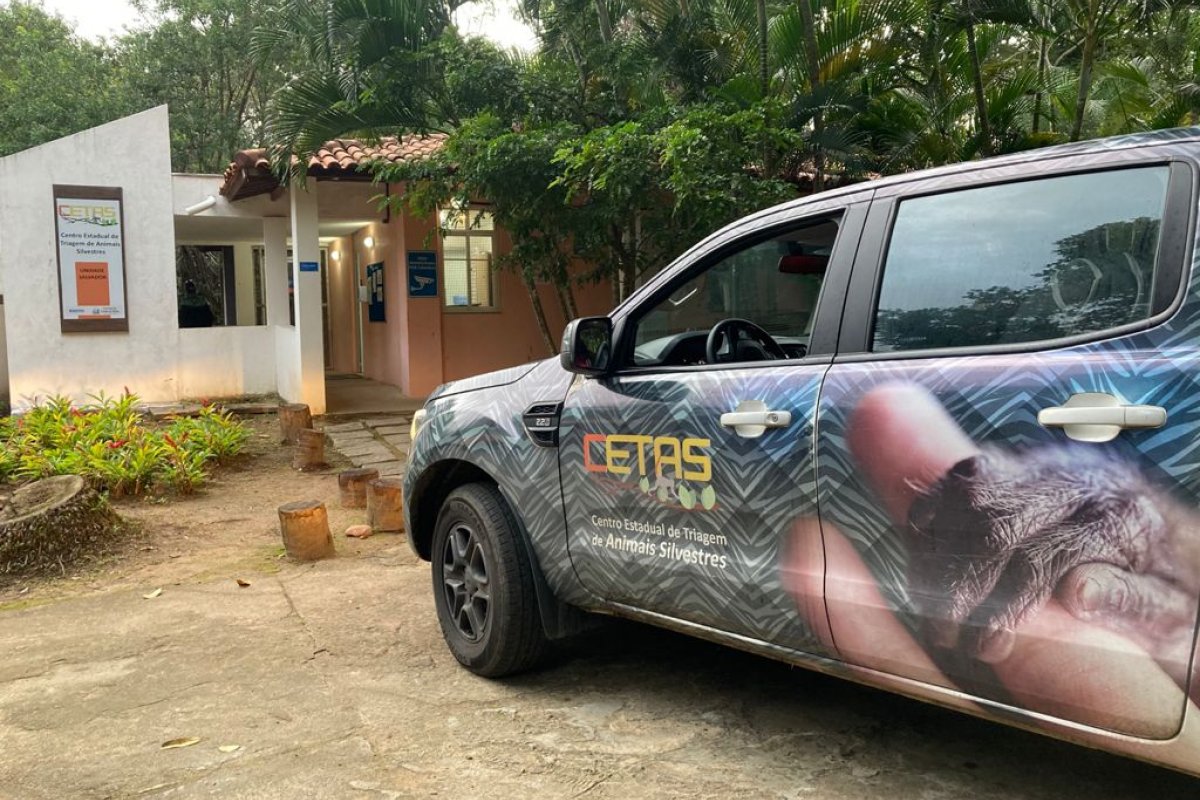 Inema realiza no próximo sábado (4) a soltura de um lobo-guará em habitat natural no município de Luís Eduardo Magalhães