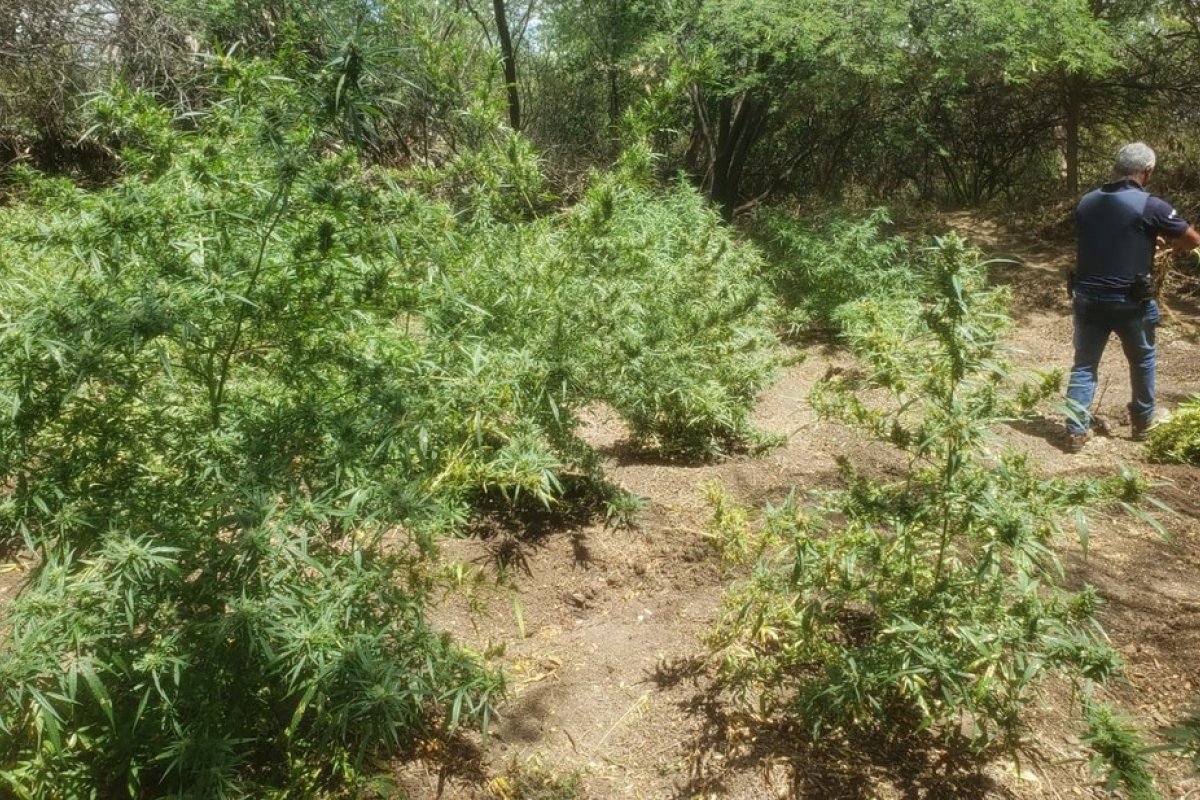 Plantação com cerca de 2,5 mil pés de maconha é localizada em Juazeiro, norte da Bahia 