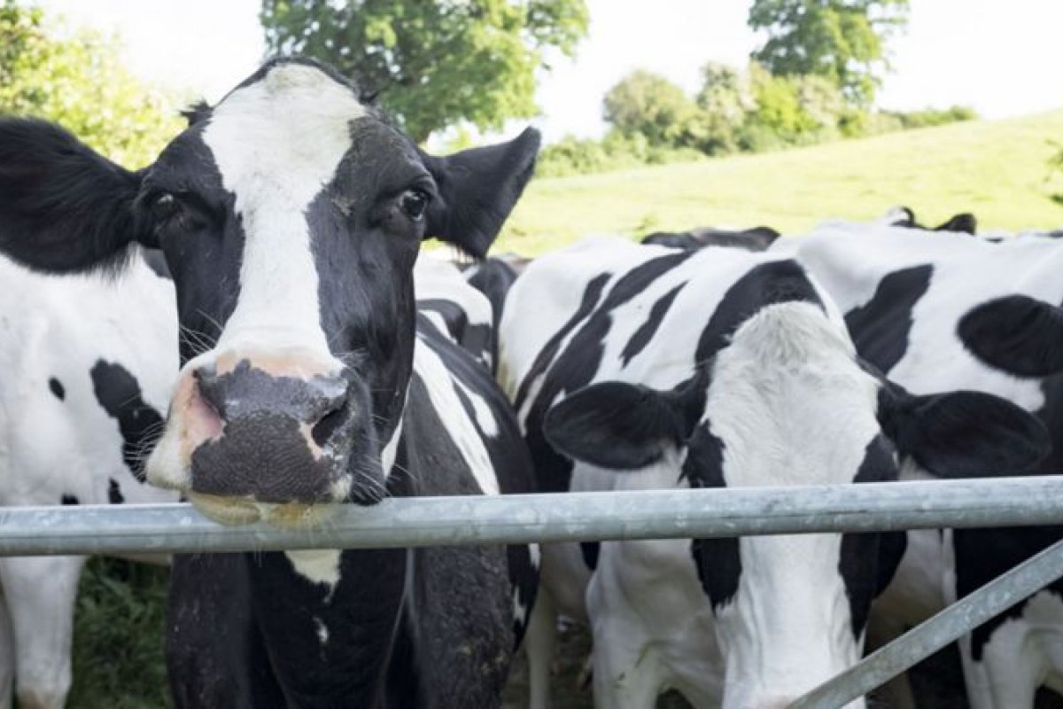 Autoridades identificam caso suspeito de 'vaca louca' em Minas Gerais
