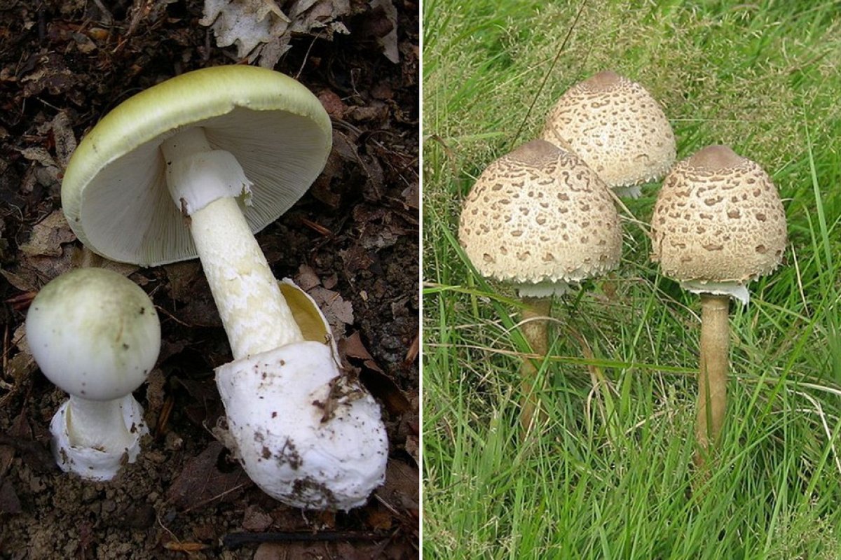 Irmãos afegãos morrem após ingerirem cogumelos venenosos na Polônia