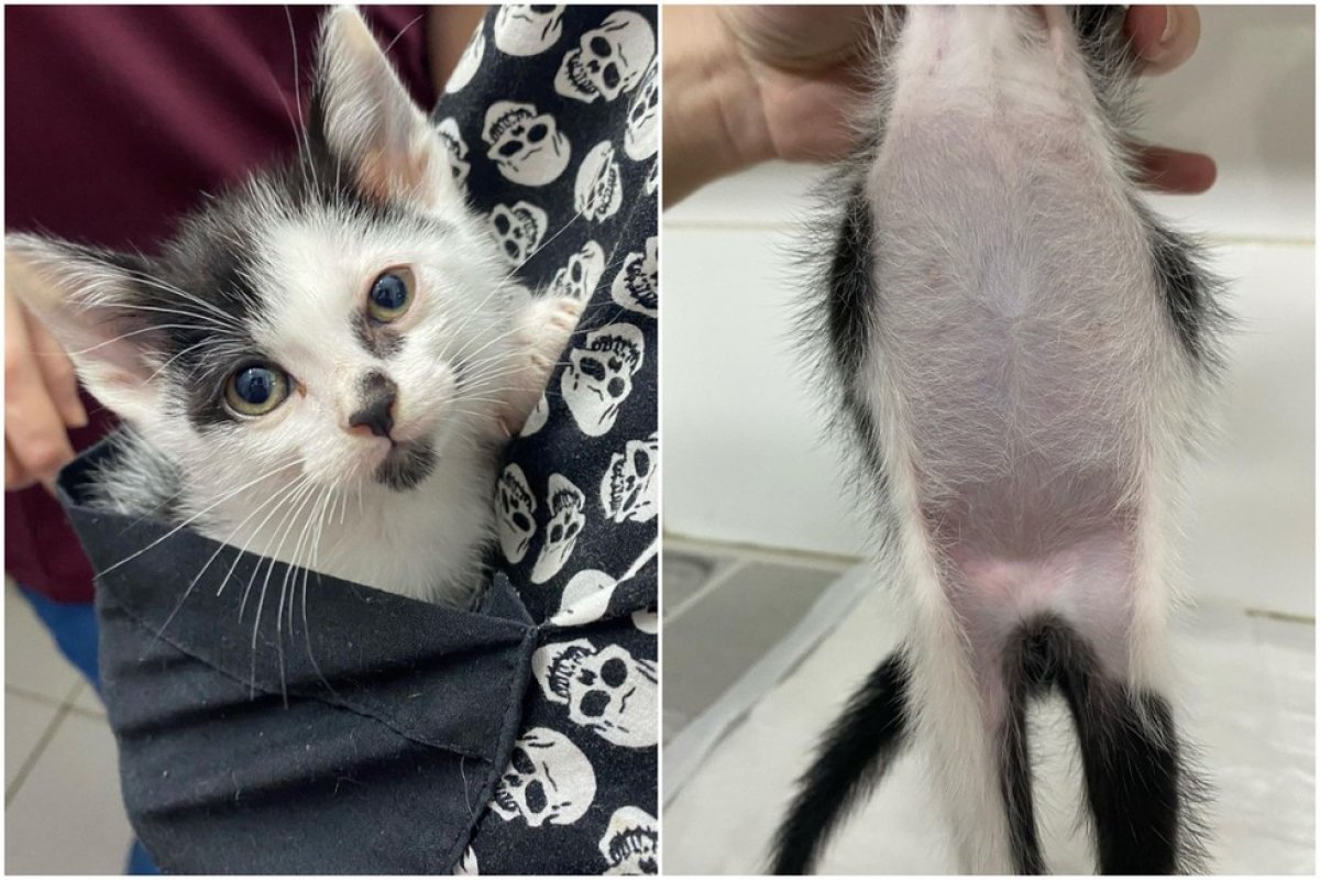Em caso raro, gato nasce sem ânus e passa por cirurgia de emergência