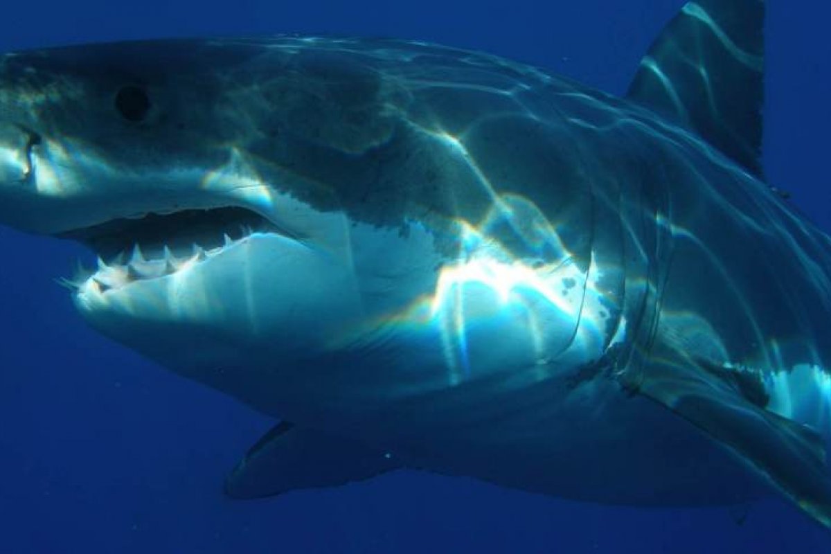 Surfista morre após ataque de tubarão em praia na Austrália