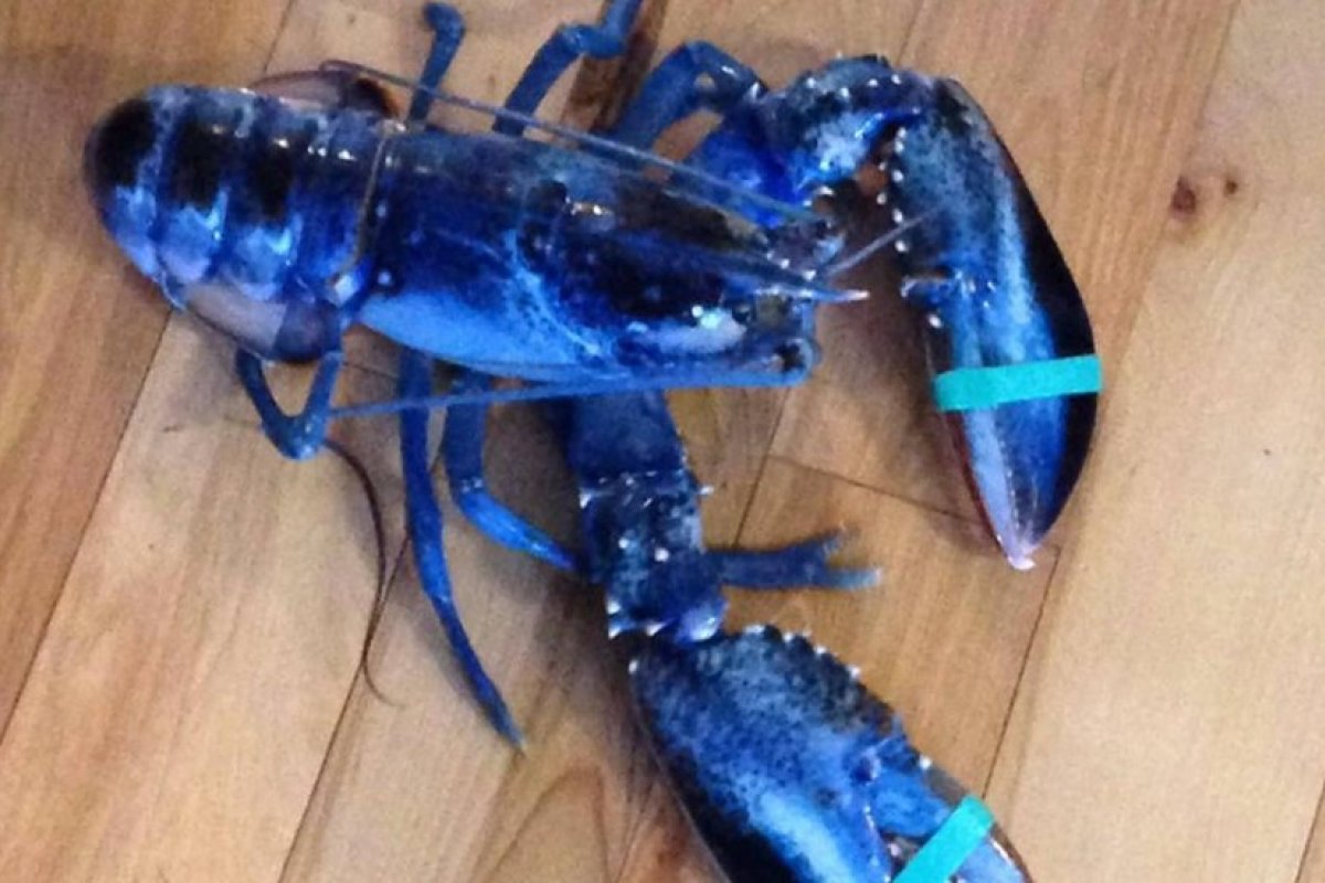 Homem encontra lagosta azul durante uma pesca na Escócia