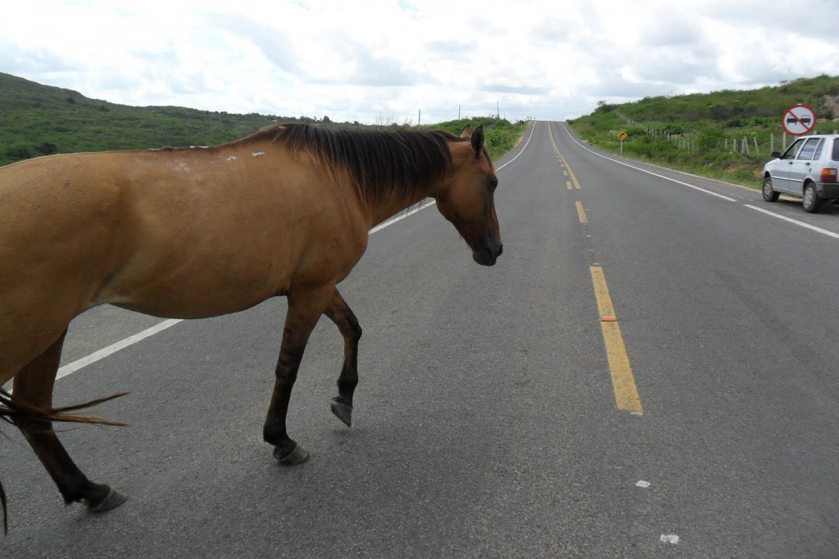 Tribunal de Justiça da Paraíba condena DER a idenizar família de motorista que morreu após colisão com cavalo