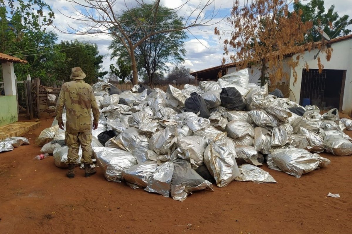 Polícia Militar apreende oito toneladas de maconha enterrada em Oliveira Brejinho