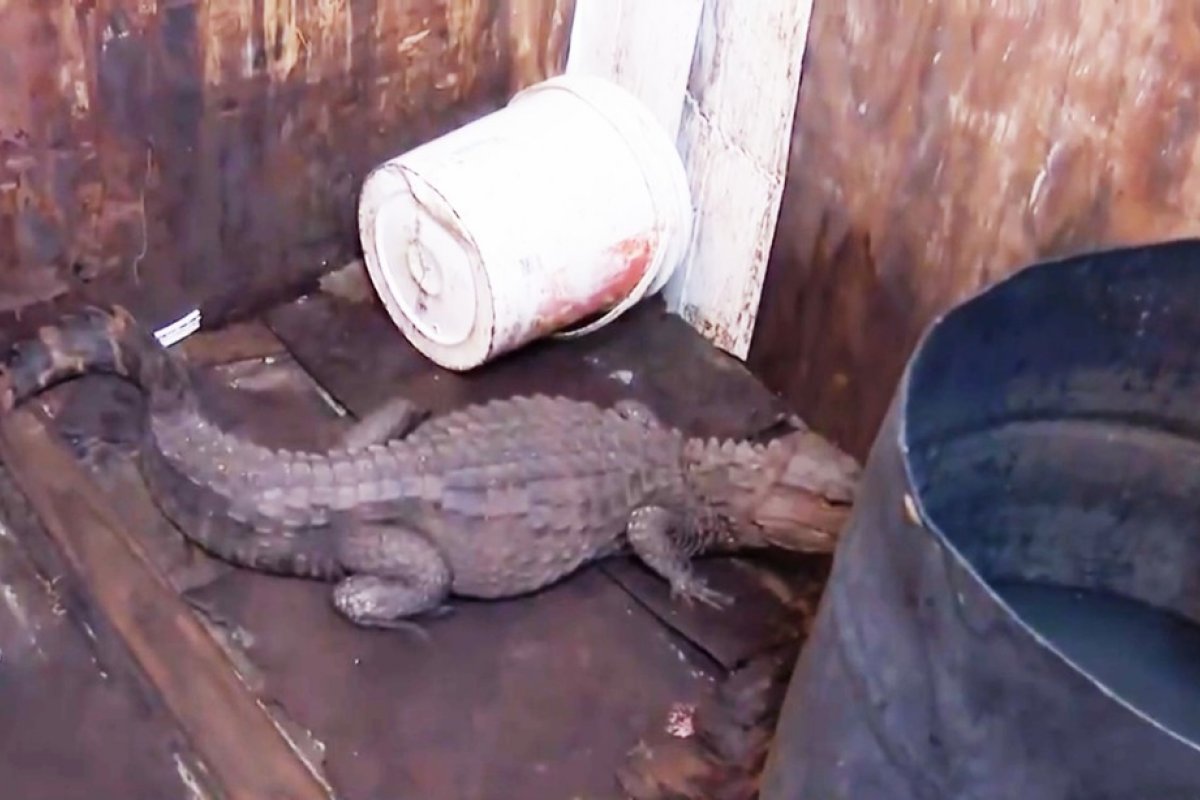 Jacaré é encontrado dentro de banheiro de imóvel em Simões Filho