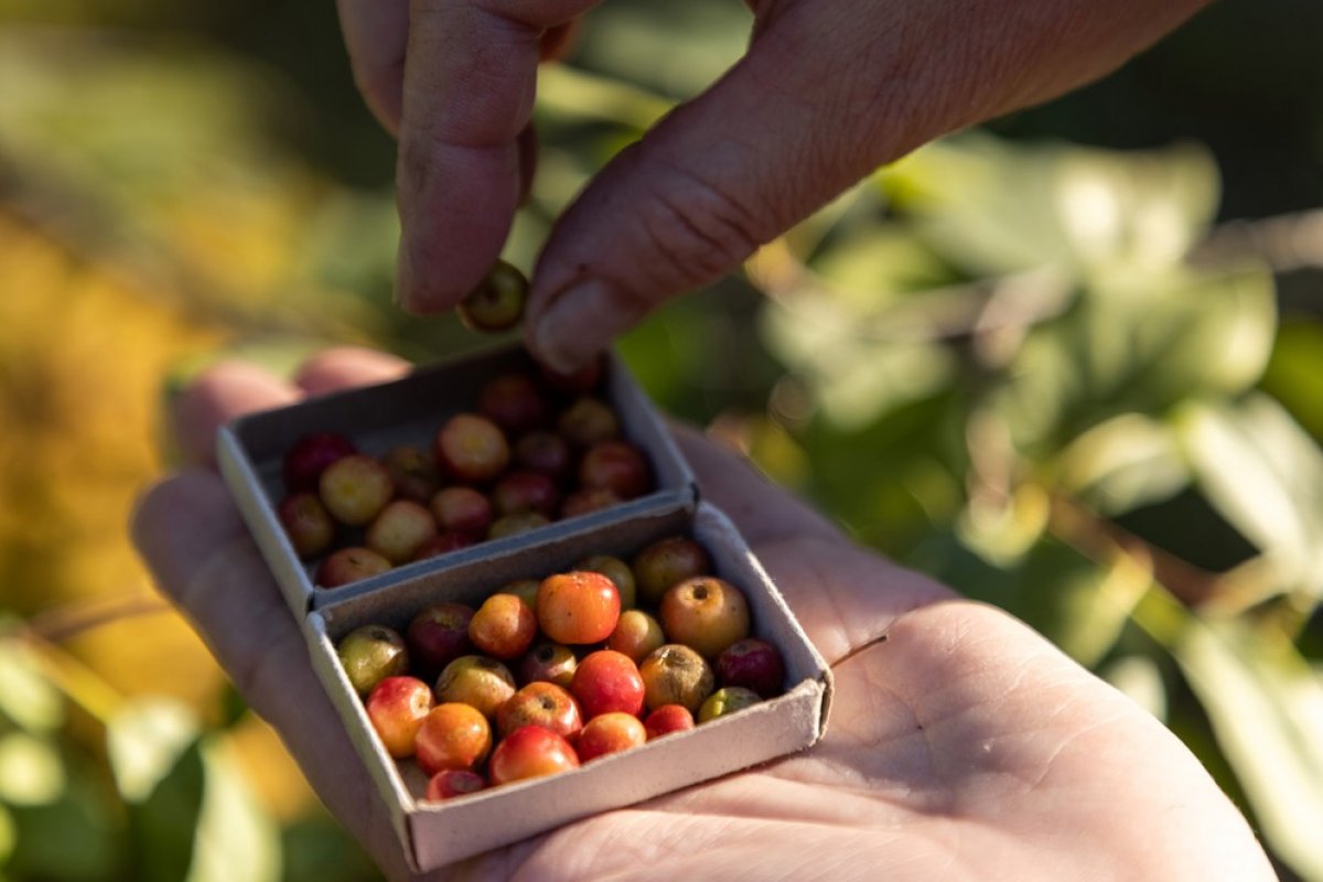 Agricultor cultiva maçãs do tamanho de pérolas na Rússia