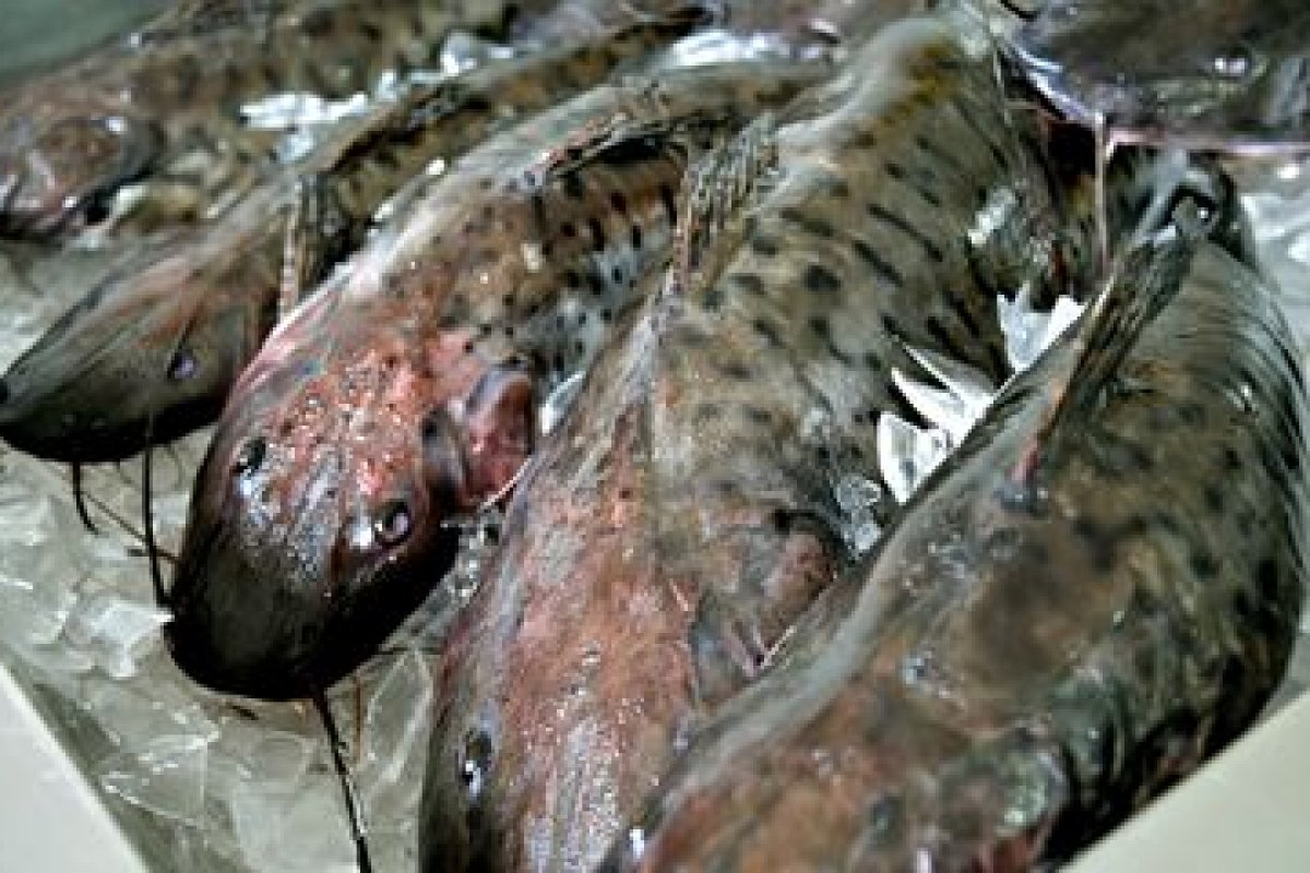 Bahia tem 18 casos suspeitos para 'doença da urina preta'