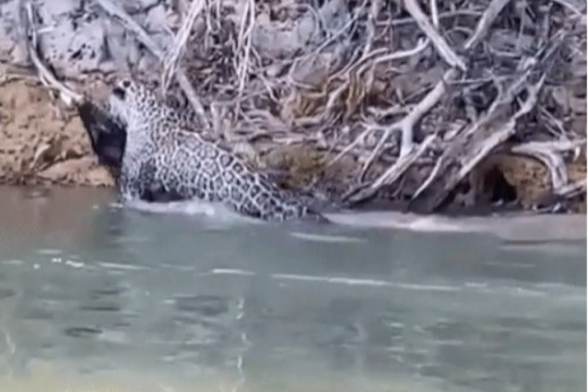 Vídeo: Onça-pintada atacando jacaré é flagrada por médico durante pescaria no Pantanal de MS