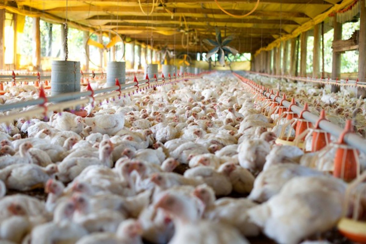 Abate de frangos e suínos e produção de ovos na Bahia batem recordes no 2º tri de 2021