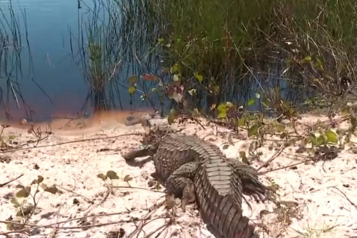Jacaré encontrado em imóvel na região metropolitana de Salvador é solto no Parque das Dunas