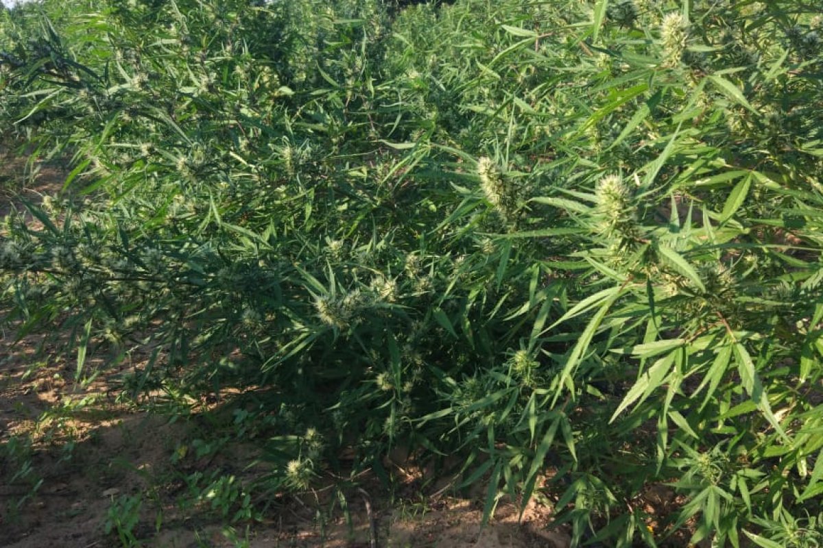 PM erradica 39 mil pés de maconha em Curaçá