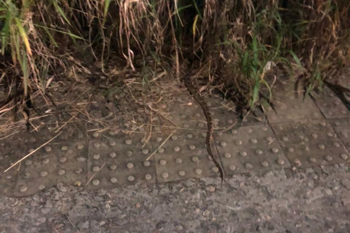Moradora denuncia presença de cobras em terreno no bairro de Alphaville I