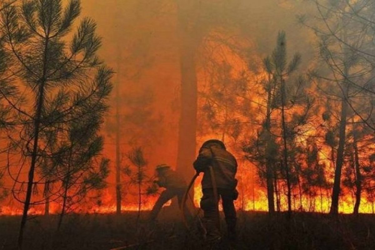 Queimadas no Pantanal mataram 17 milhões de animais vertebrados em 2020, aponta estudo
