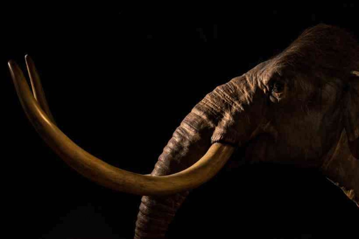 Empresa americana tentará recriar espécie de mamute extinta há 4 mil anos