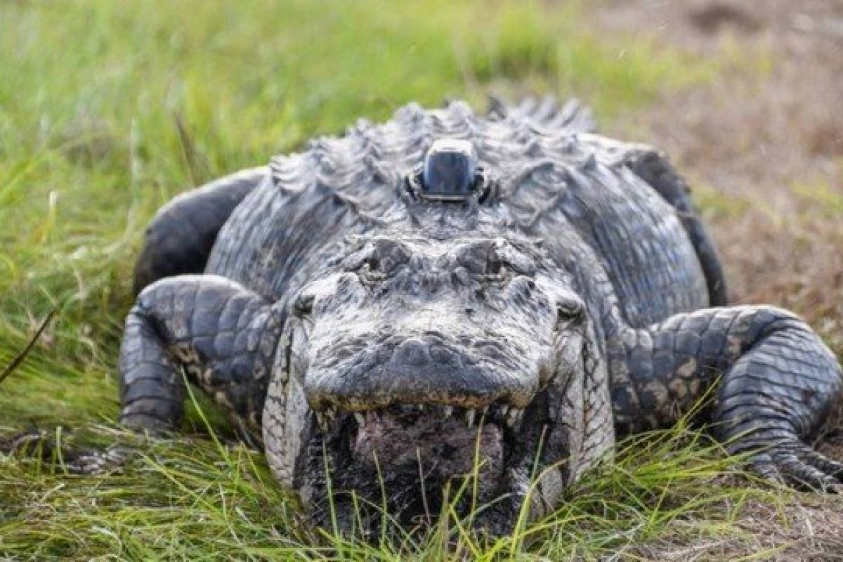 Jacaré suspeito de devorar homem em enchente foi capturado nesta segunda (13)