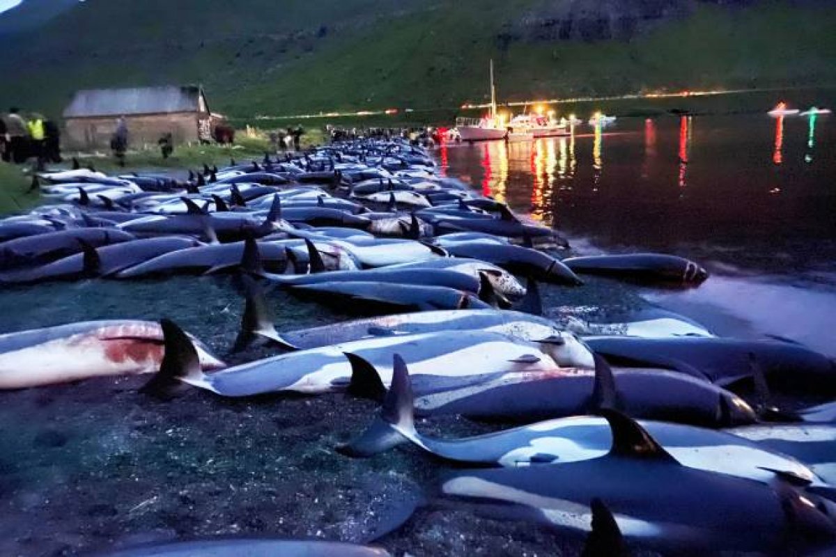 Mais de 1.400 golfinhos são mortos em um único dia de caça nas Ilhas Faroé