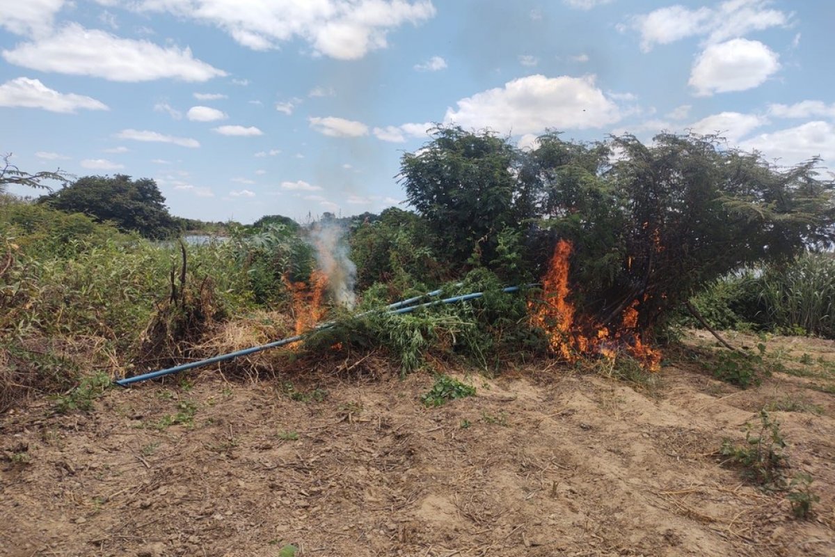 Treze mil pés de maconha são apreendidos e incinerados em Curaçá, no norte da Bahia