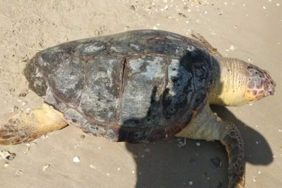 Banhistas encontram tartaruga ferida na praia de Tubarão, em Salvador