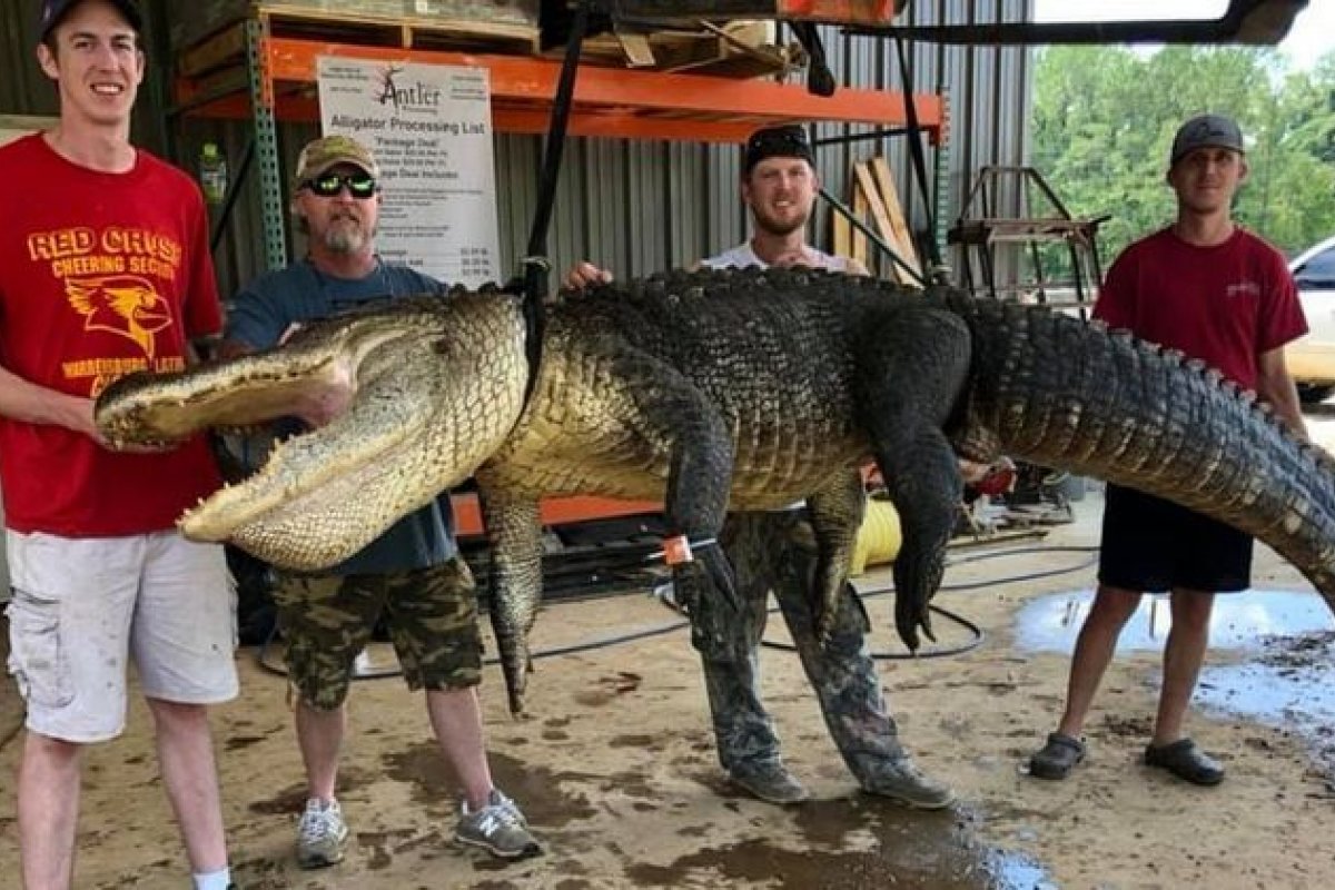 Homem caça crocodilo que tinha artefato histórico no estômago