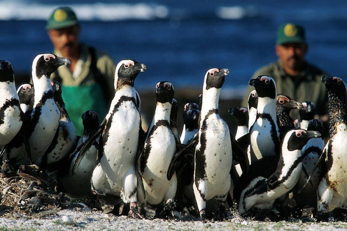 Abelhas matam mais de 60 pinguins ameaçados de extinção na África do Sul