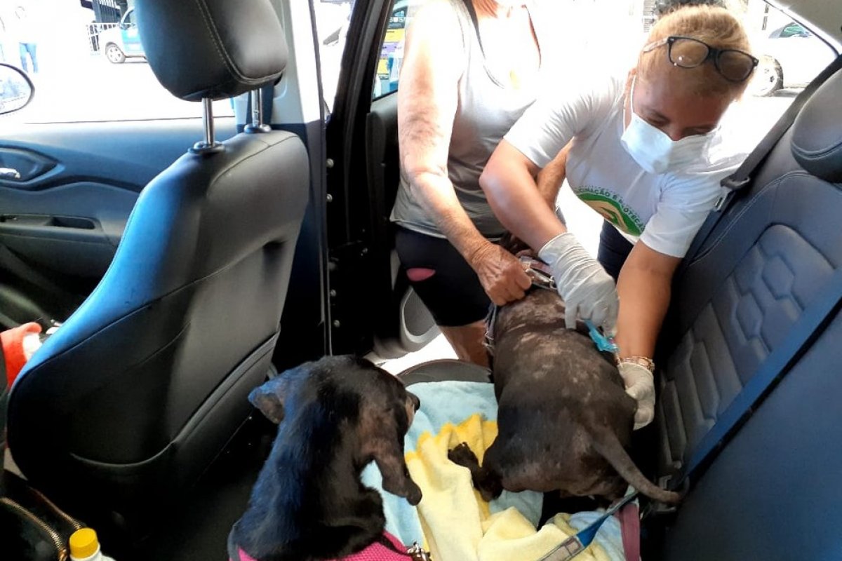 Campanha de vacinação contra a raiva entra na última semana em Salvador