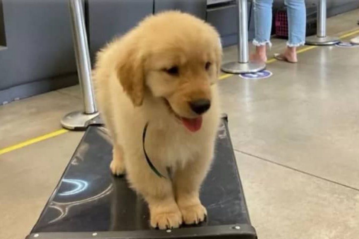 Cachorro morre após voo entre SP e RJ e dona responsabiliza companhia aérea