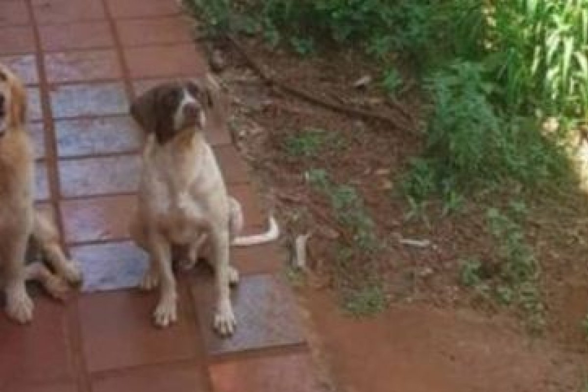 Justiça reconhece direito de cães serem autores de ação judicial