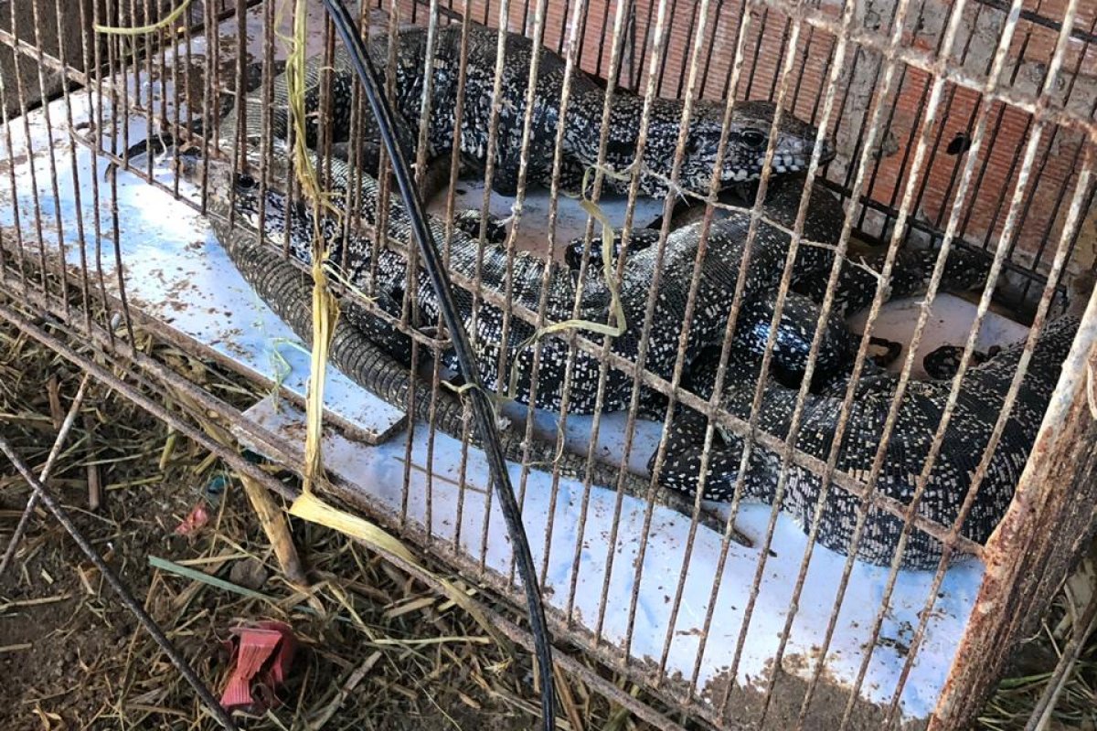 Animais em extinção são apreendidos em cativeiro no bairro de Paripe