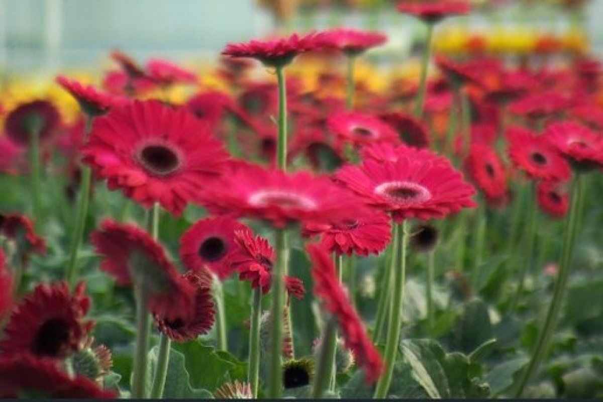 Equinócio: fenômeno astronômico marca o início da primavera