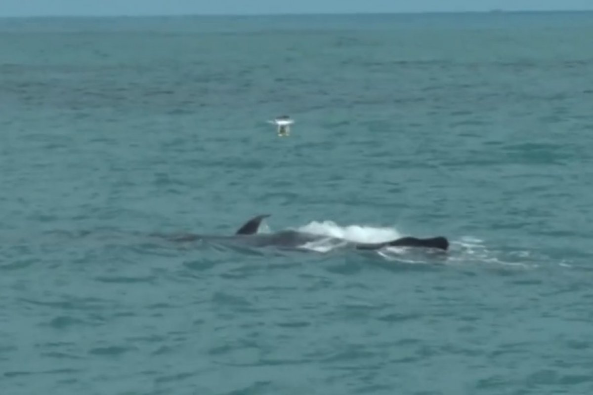Pesquisadores coletam borrifos de baleias jubarte para avaliar qualidade da água do Arquipélago de Abrolhos
