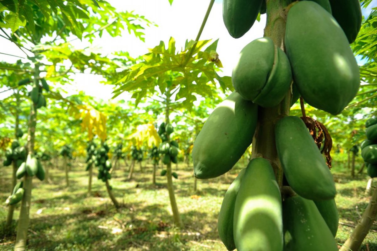 Fruticultura na Bahia segue em alta com geração de R$ 3,5 bilhões em 2020