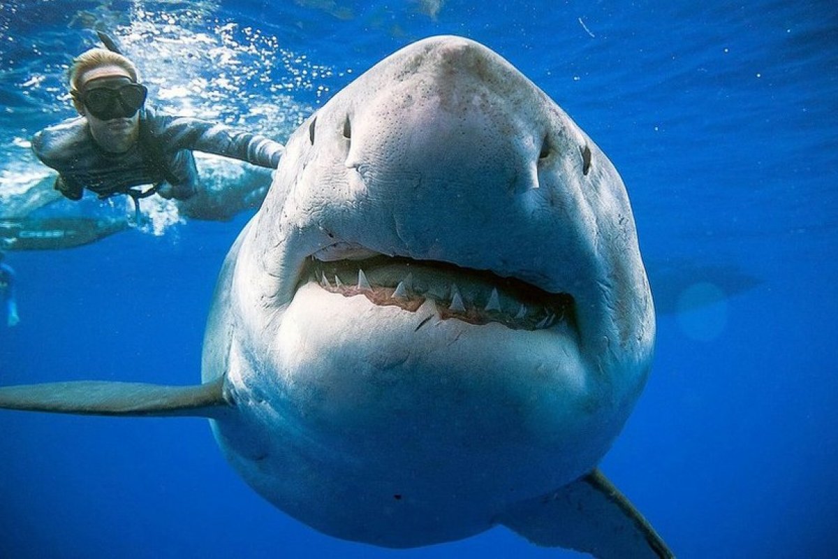 Médico surfista revela como salvar vítima de ataque de tubarão