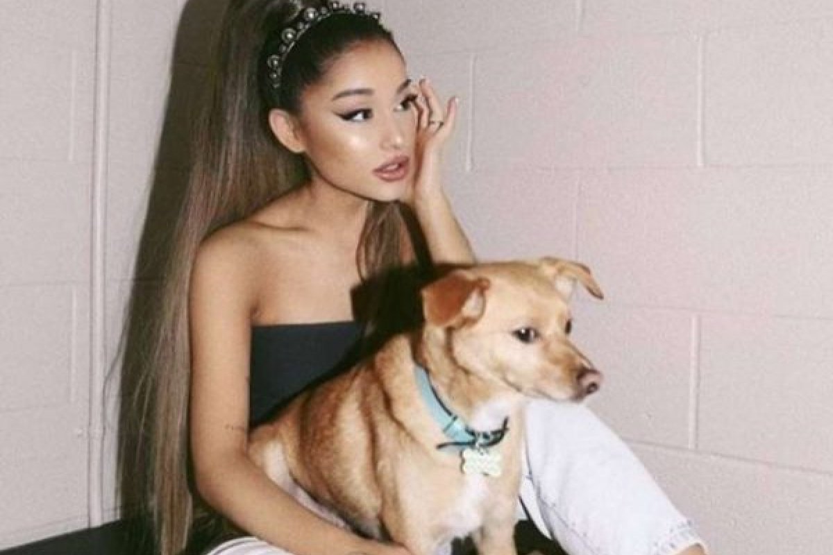 Famosa aluga jatinho particular para transportar seus pets