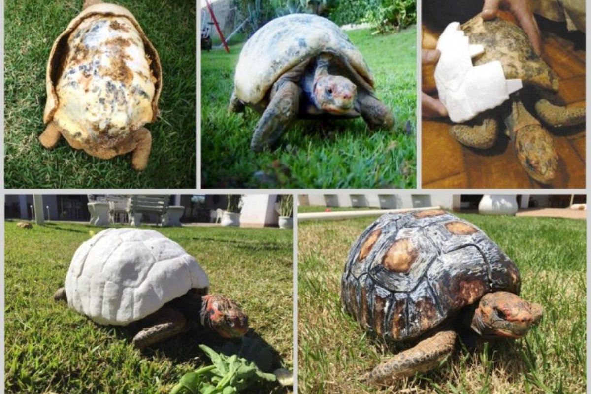 Brasileiros entram para o Guinness após reimplantar casco de jabuti em 3D