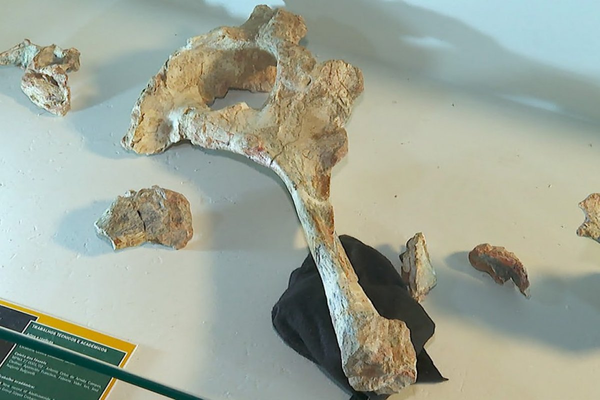 Pesquisadores apresentam fóssil inédito de dinossauro carnívoro encontrado em São Paulo