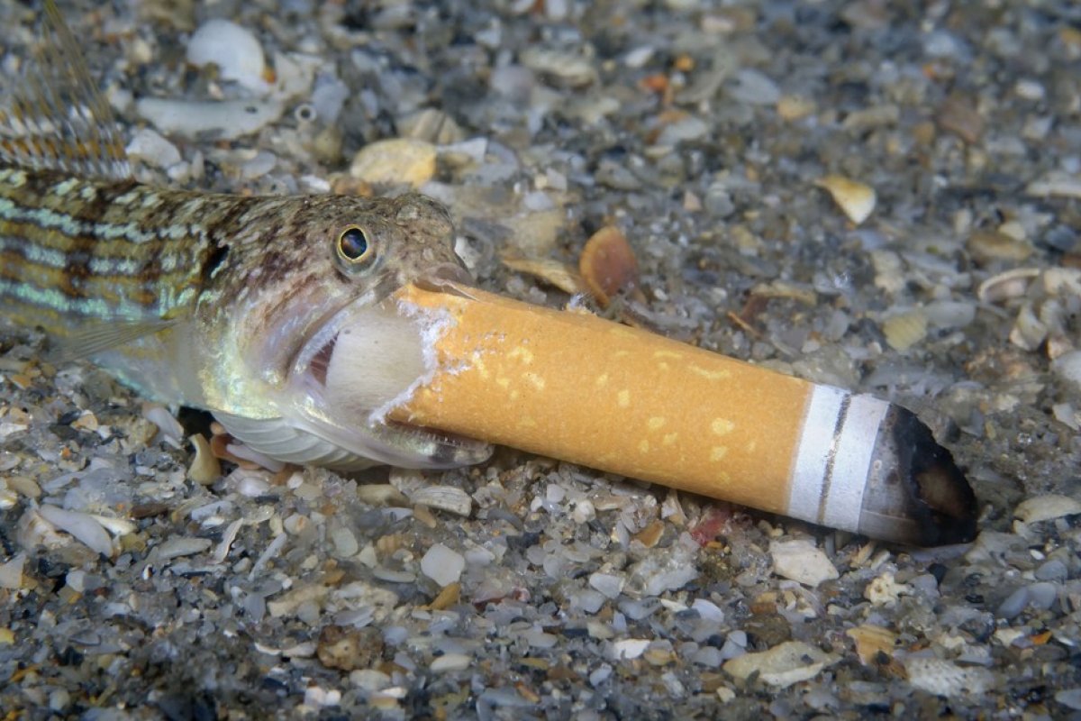 Prêmio de fotografia mostra impacto da poluição na vida marinha