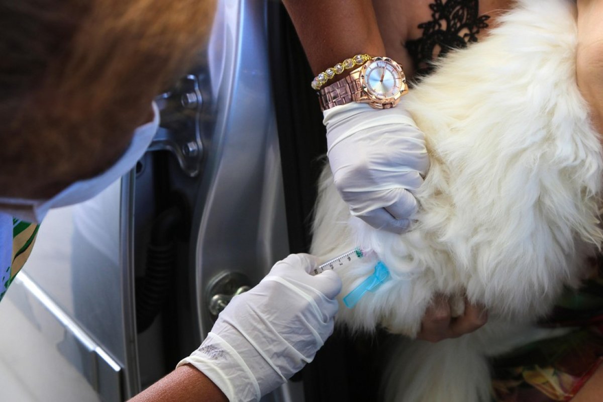 Salvador tem 180 mil cães e gatos vacinados contra raiva
