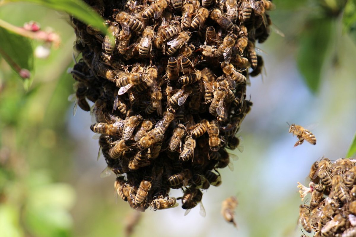 Abelhas invadem apartamentos na Zona Norte do Rio de Janeiro