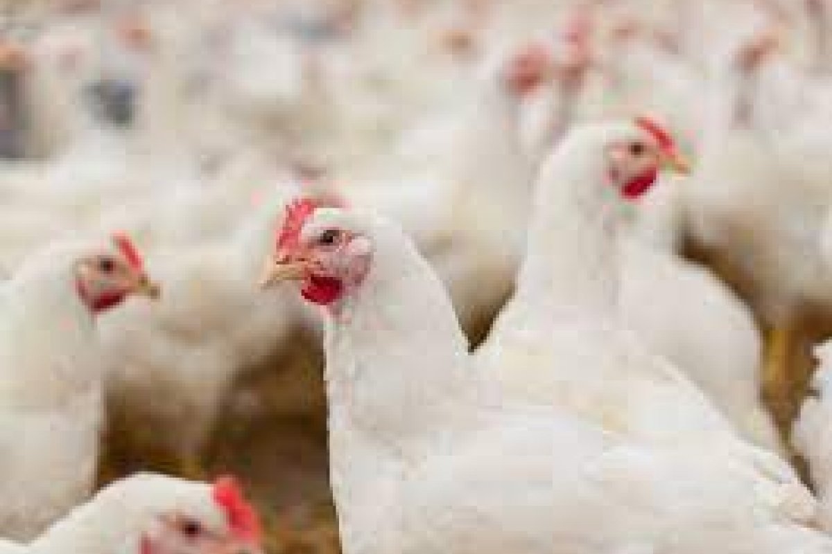 IBGE: Em 2020, efetivos de galináceos e ovinos bateram novos recordes na Bahia