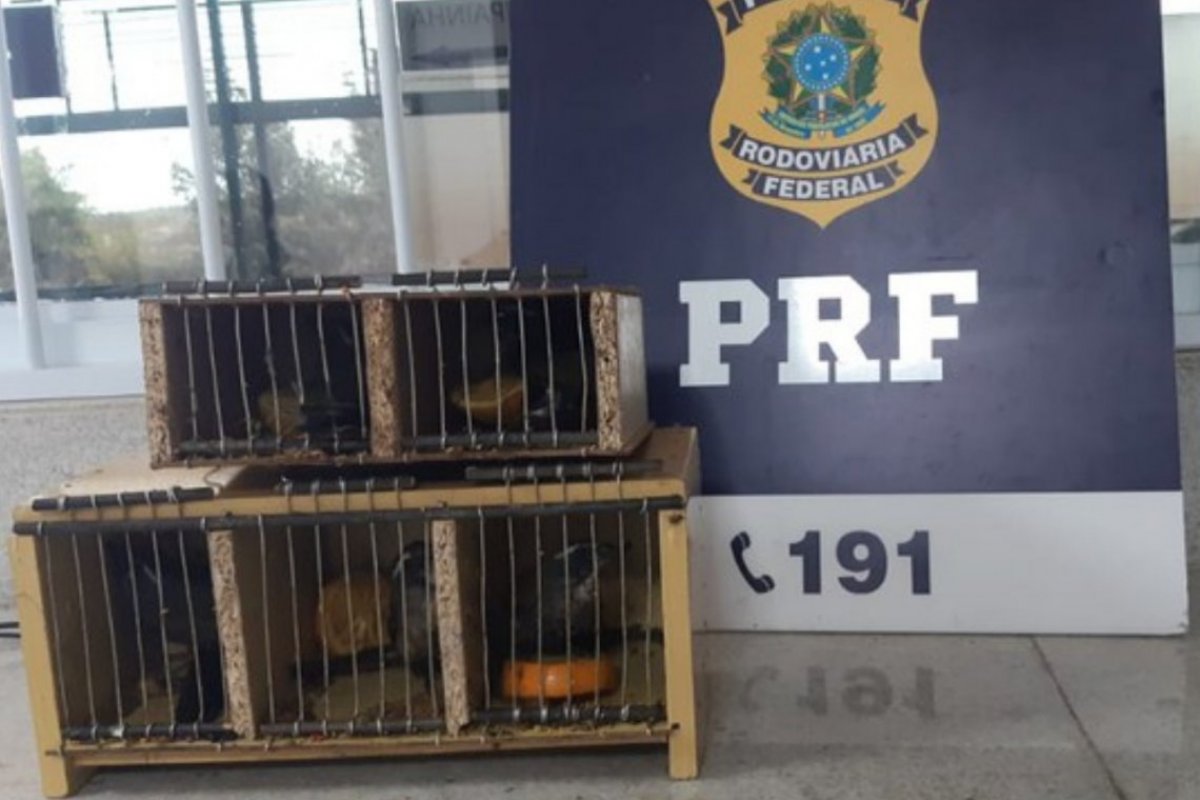 PRF encontra pássaros silvestres sendo transportados irregularmente em ônibus de turismo