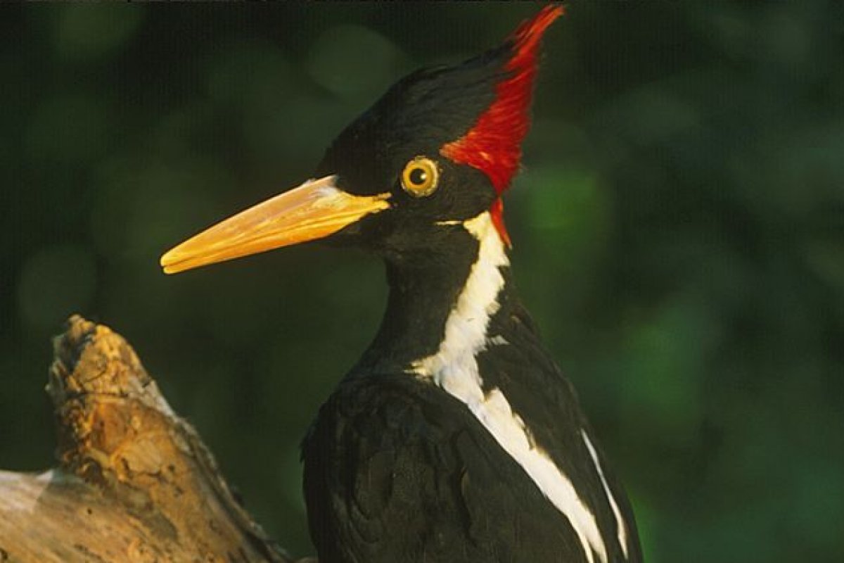 Inspiração de desenho animado, espécie de pica-pau será declarado extinto nos EUA