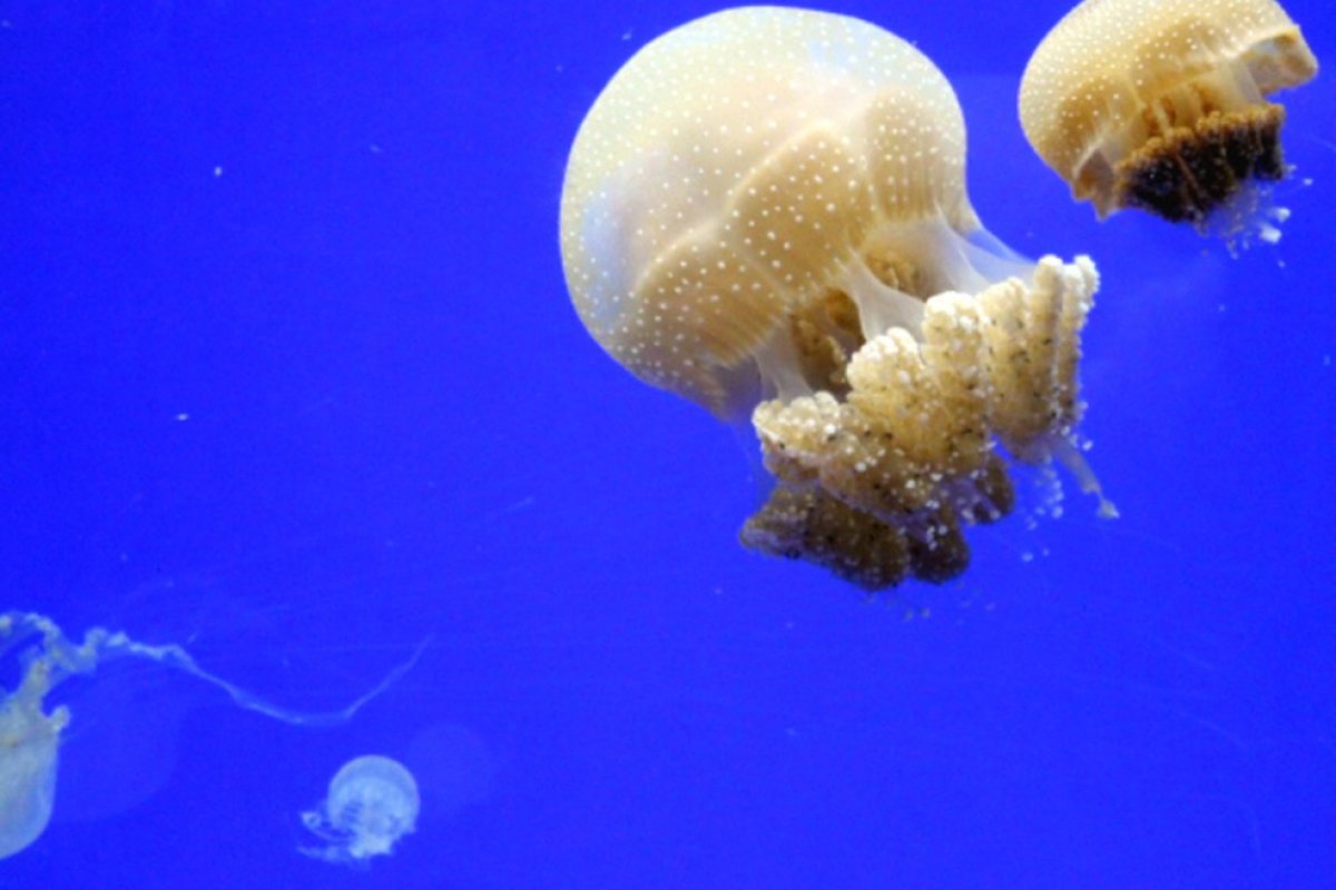 Vídeo: água-viva rara no Brasil é encontrada na Praia de Iracema, em Fortaleza