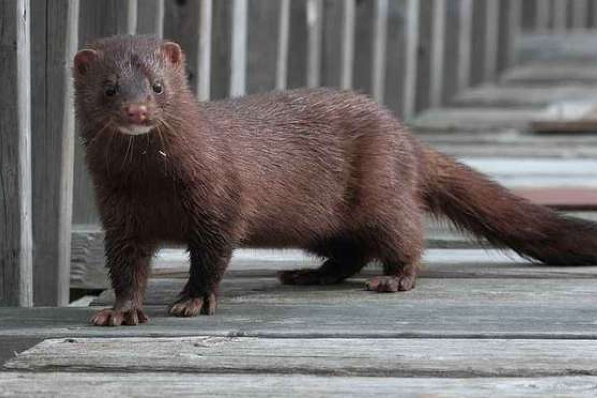 Finlândia vacinará visons contra a Covid-19 com imunizante próprio para animais