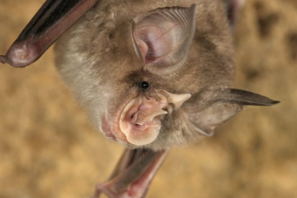 Estudo detecta vírus semelhantes ao da Covid-19 em morcegos e sugere origem natural da doença