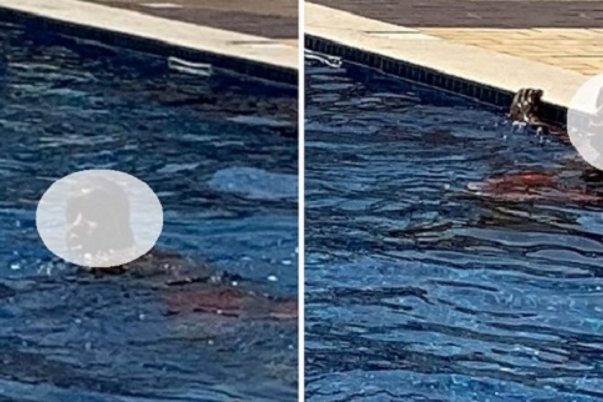 Homem que matou mulher em apart de Ondina tomou café e banho de piscina após crime