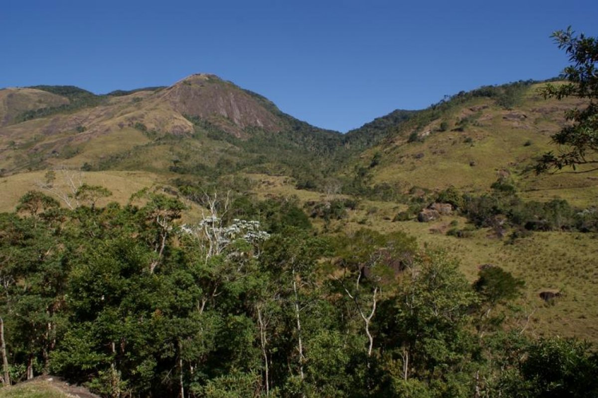 Operação Mata Atlântica em Pé aplica R$55,5 milhões em multa